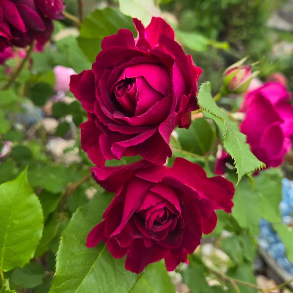 Munstead Wood rose with deep red blooms and green leaves in garden - RosesPlant premium rose