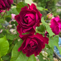 Munstead Wood rose with deep red blooms and green leaves in garden - RosesPlant premium rose