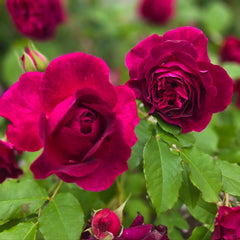 RosesPlant premium deep red Munstead Wood roses with green foliage