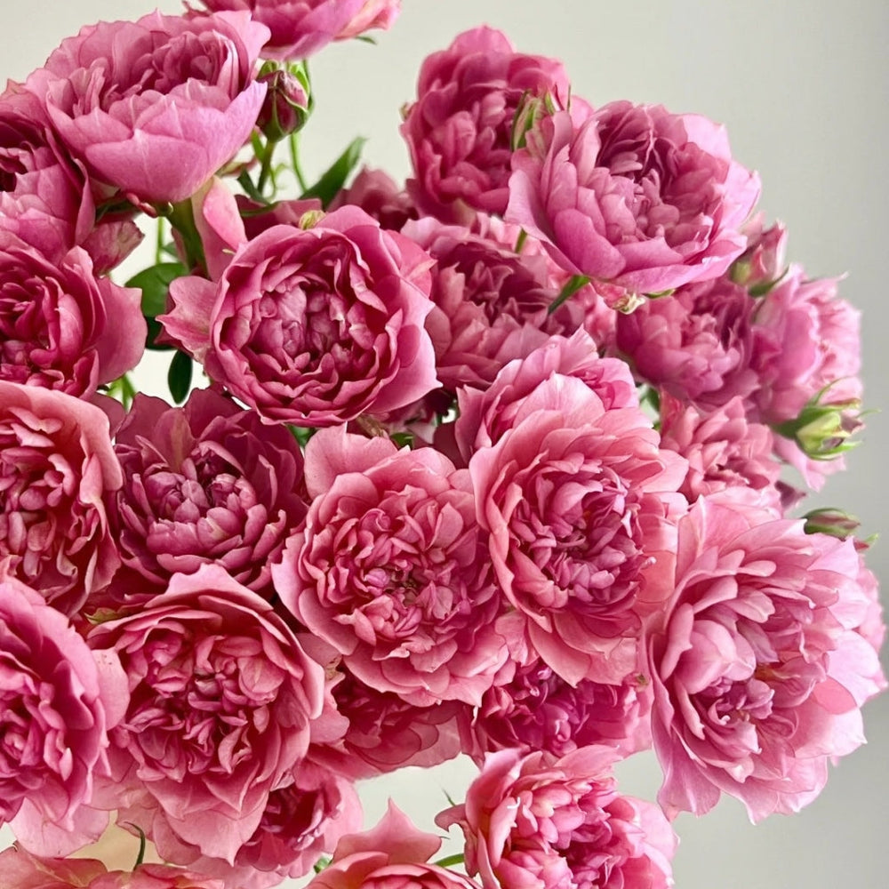 Nagi Rose