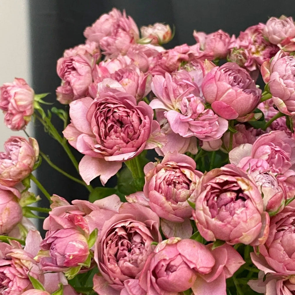 Nagi Rose