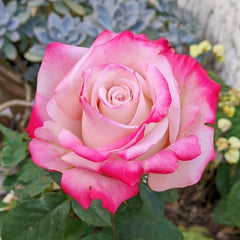 Nanyan Rose