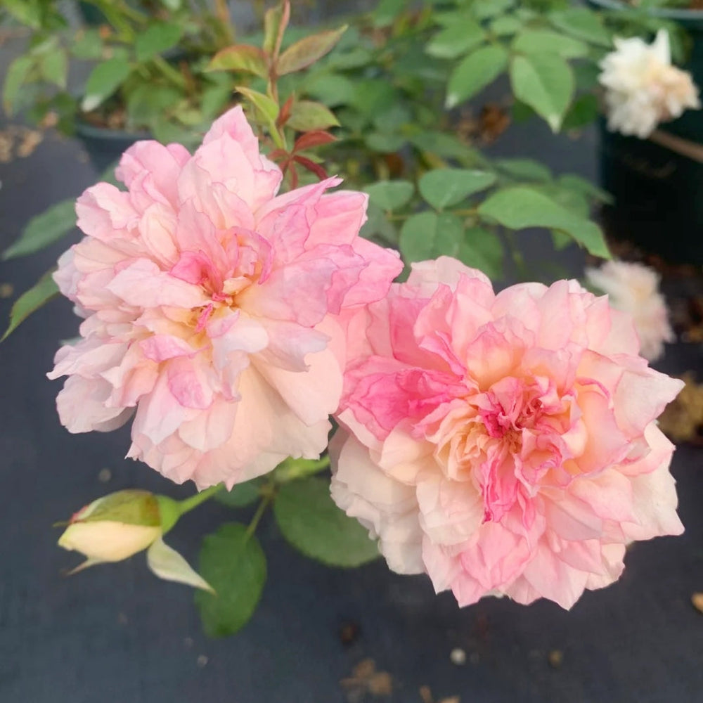 Nausicaa Rose