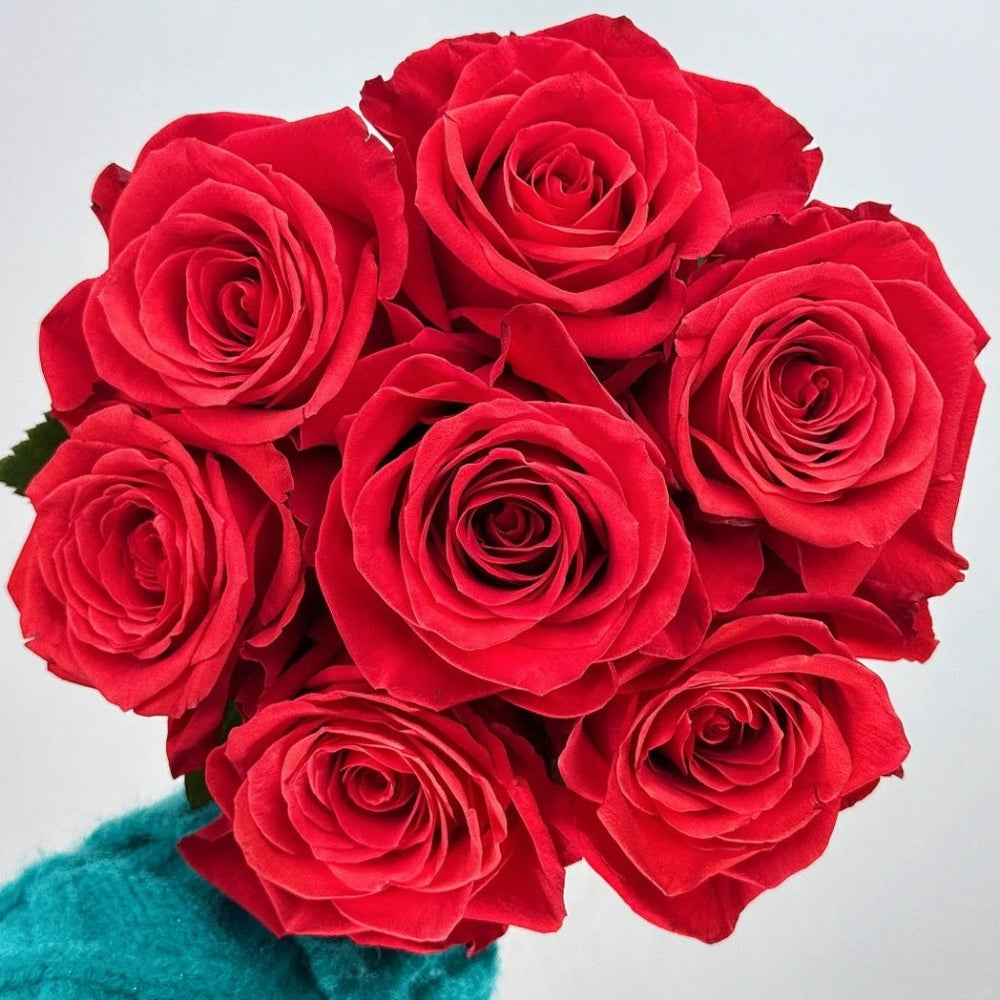 New Face Rose