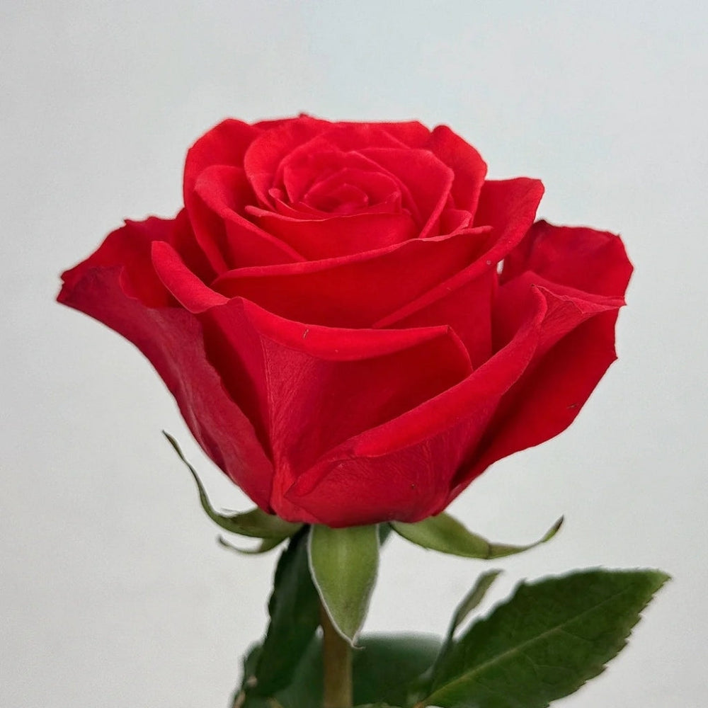 New Face Rose
