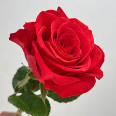 New Face Rose