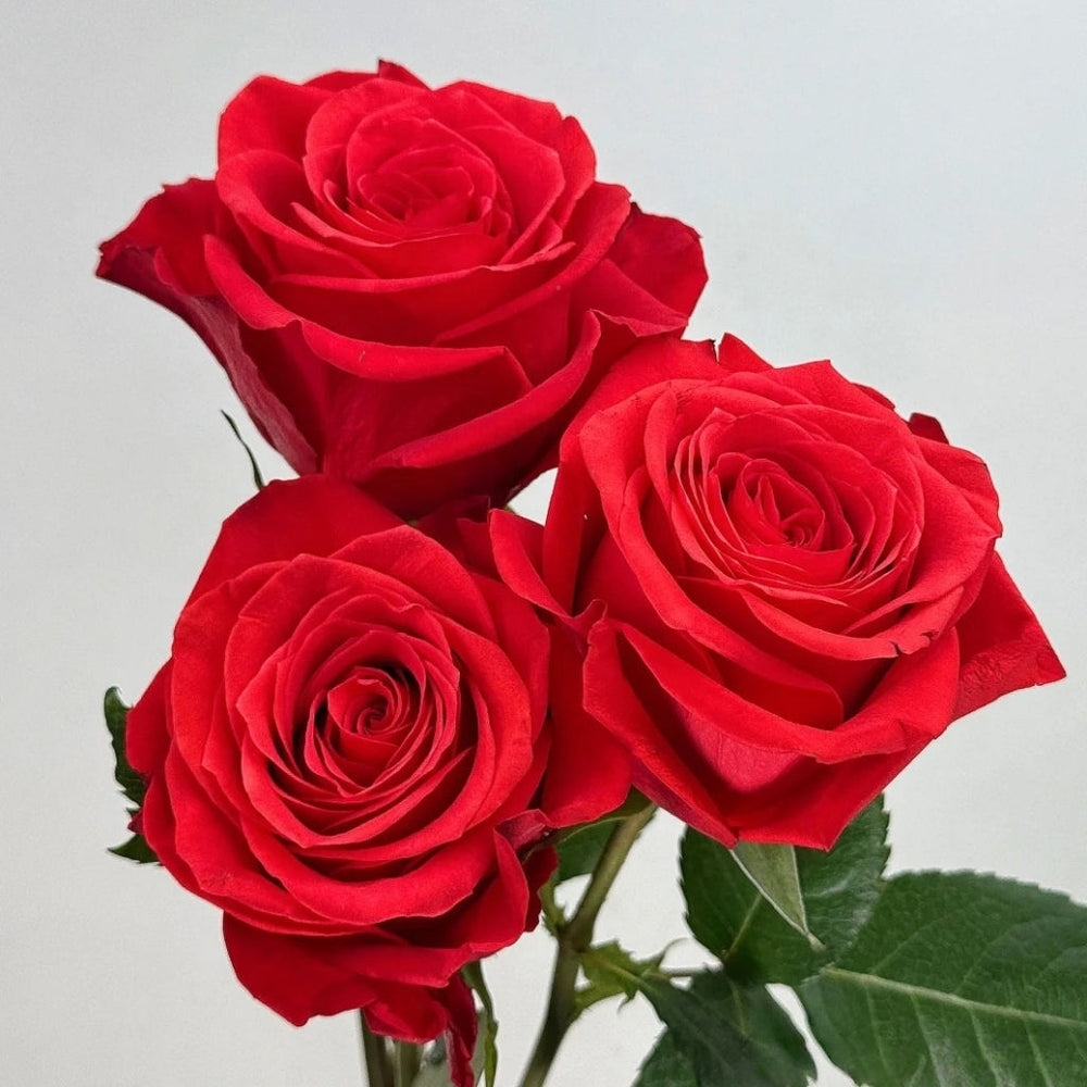 New Face Rose