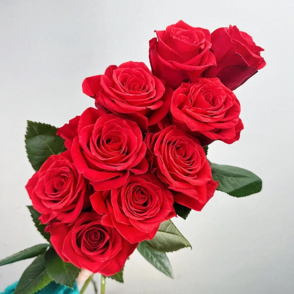 New Face Rose