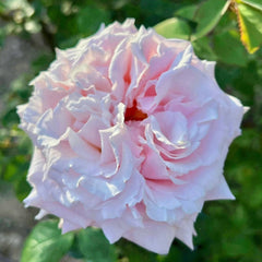 Niannujiao Rose