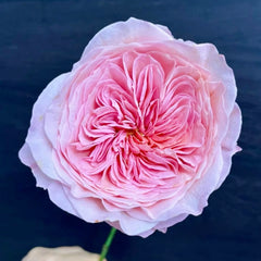 Nicorobin Rose