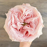 Norma Jean Rose