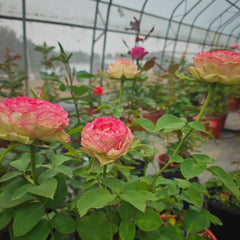 Norway Forest Rose