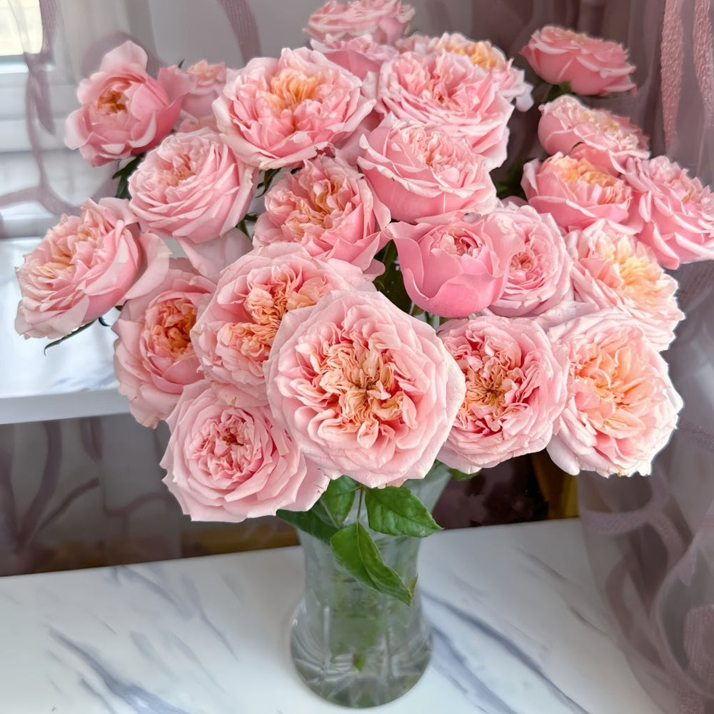Notting Hill Rose