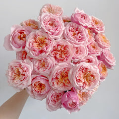 Notting Hill Rose