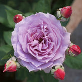 Novalis Rose