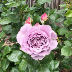 Novalis Rose