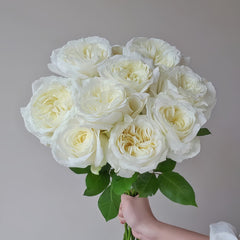 Nozari Rose