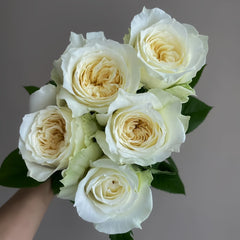 Nozari Rose