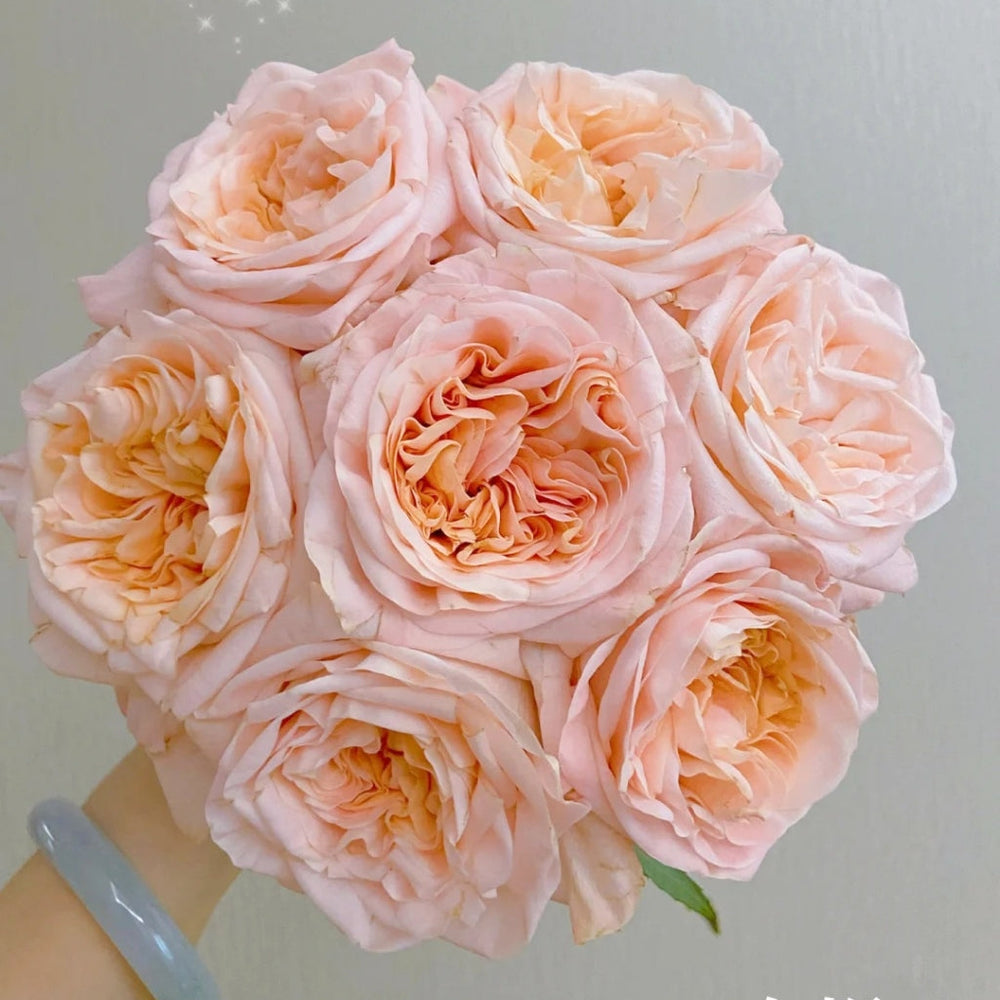 Nuwa Rose