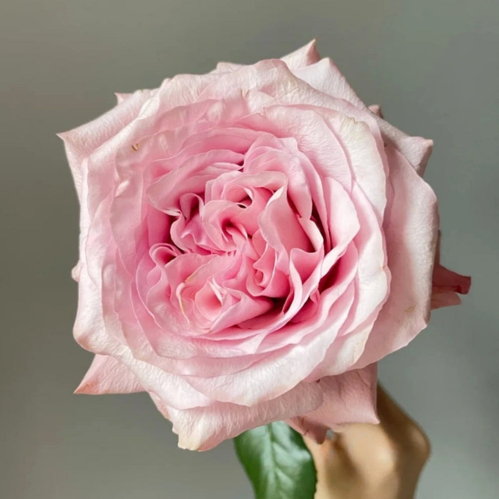 Ocean Breeze Rose
