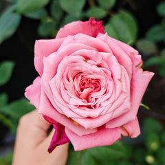 Ocean Breeze Rose