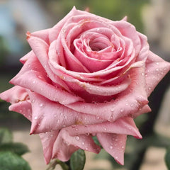 Ocean Breeze Rose