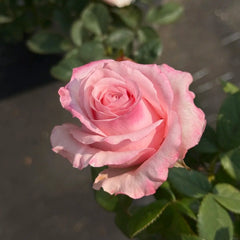 Ocean Breeze Rose