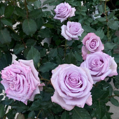 Ocean Song Rose