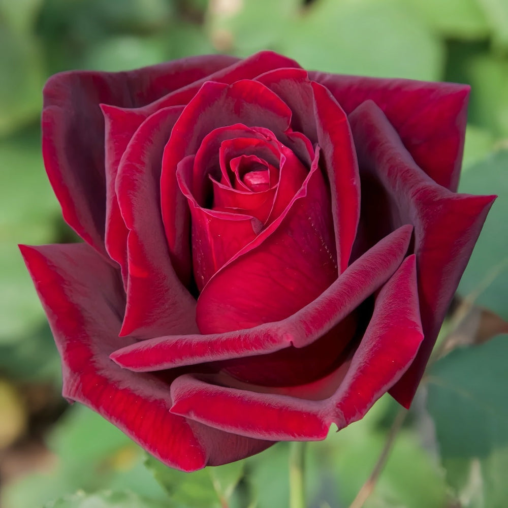 Papa Meilland Rose