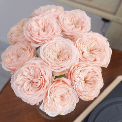 Paradise Beach Rose