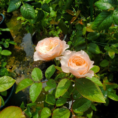 Paradise Beach Rose