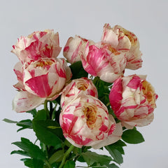 Party Ranucula Rose