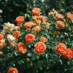Pat Austin Rose