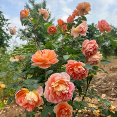 Pat Austin Rose