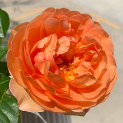 Pat Austin Rose