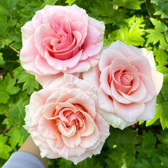 Paul Richard Rose