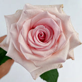 Peach Flavor Rose