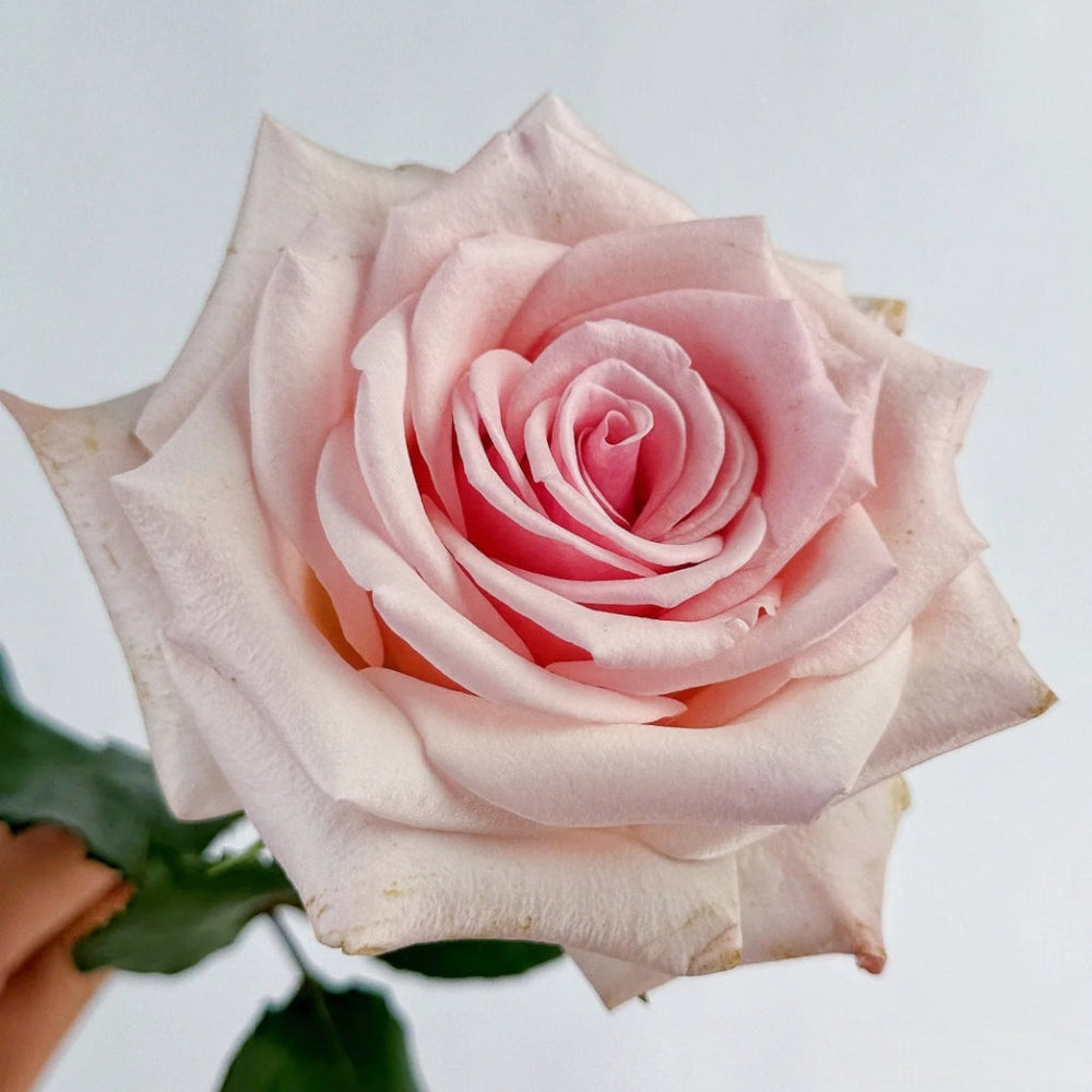 Peach Flavor Rose