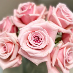 Peach Flavor Rose