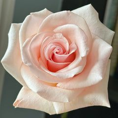 Peach Flavor Rose