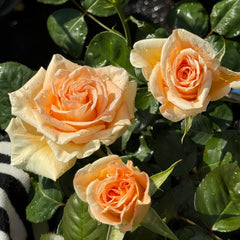 Peach Wave Rose