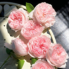 Peony Pink Rose