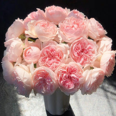 Peony Pink Rose