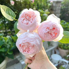 Peony Pink Rose