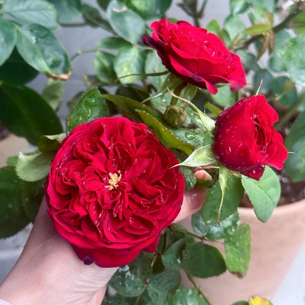 Peony Red Rose