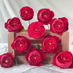 Peony Red Rose