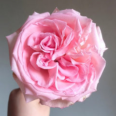 Perfume Pagoda Rose