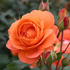 Phoenix Rose