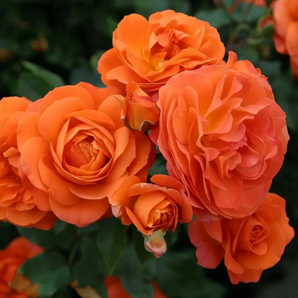 Phoenix Rose