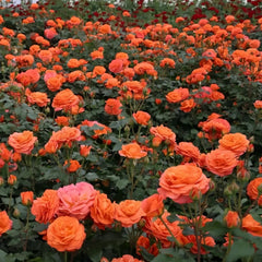 Phoenix Rose